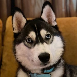 Meet your Posher, Ted